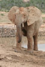 safrica10_image55.jpg